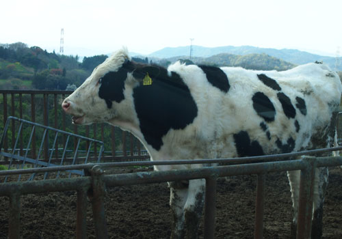 牛窓の牛